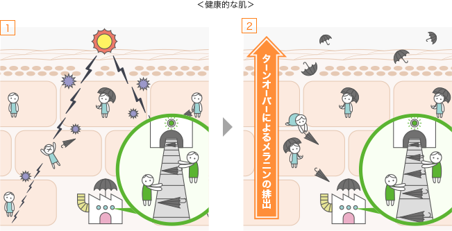ターンオーバーによるメラニンの排出